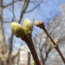 「本日のボランティア活動（バラ）」の写真