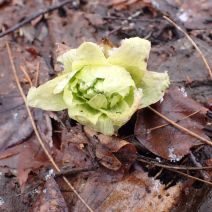 「小さい春」の写真