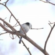 「旭山記念公園野鳥情報2026年2月23日（月曜日）」の写真