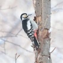 「旭山記念公園野鳥情報2026年2月3日（火曜日）」の写真