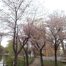 「エゾヤマザクラが満開です。」の写真