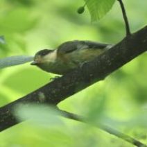 「旭山記念公園野鳥情報2026年7月5日(日曜日)」の写真