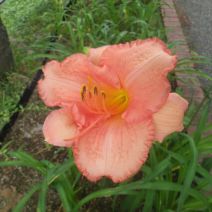 「本日開花したヘメロカリス」の写真