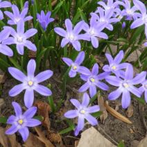 「鮮やかな青い花」の写真