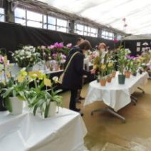 「感謝の気持ちと「ミモザの日」(屋外ではシナマンサクの開花も)2026年3月7日」の写真