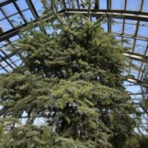 「百合が原 緑のセンター開花情報(2026年2月4日)」の写真