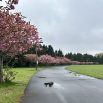 「園内のお花の様子（桜情報含む5月9日時点）」の写真