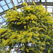 「ミモザの季節到来（2026年2月26日）」の写真