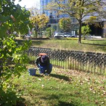 「今週の公園ボランティア」の写真