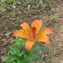 「エゾスカシユリ、オトメユリ開花(2026年5月21日)」の写真