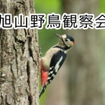 「【4月25日受付開始】5月開催の野鳥観察会、6月開催の自然観察会のご案内」の写真