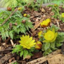 「立春を前に「福寿草と雪割草展」開催（2026年2月2日）」の写真