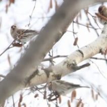 「旭山記念公園野鳥情報2025年12月23日（火曜日）」の写真