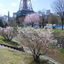 「公園内の桜」の写真