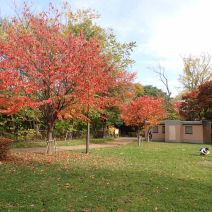 「紅葉情報」の写真