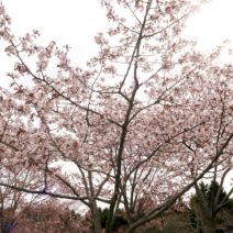 「4月23日　サクラの開花状況【八分咲き】」の写真