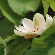 「花と野鳥の情報【2026年5月26日】」の写真