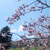 「4月21日　サクラの開花状況【開花】」の写真