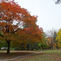 「中島公園紅葉情報」の写真