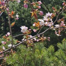 「園内の様子」の写真