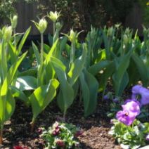 「今日からルーフガーデンがオープンします。」の写真