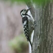 「旭山記念公園野鳥情報2026年6月22日(月曜日)」の写真