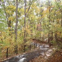 「紅葉情報」の写真