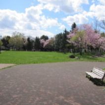 「2026年4月25日　桜満開」の写真