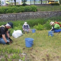 「ハシドイが咲き始め除草ボランティアはブタナと格闘」の写真