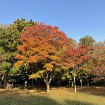 「園内の紅葉情報」の写真