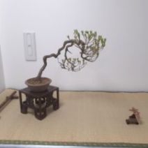 「「北海道の盆栽づくり7月展」開催します」の写真