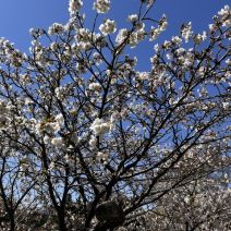「園内様子（桜情報4月25日時点）」の写真