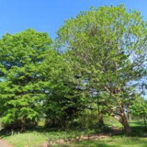 「ハンカチノキ、ライラック　初夏の植物たち続々開花（満開のムスカリの道情報も）2026年5月12日」の写真