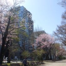 「本日のボランティア活動（花壇）」の写真