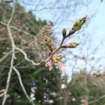 「4月19日　サクラの開花状況【つぼみ】」の写真
