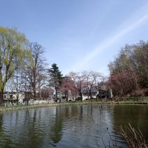 「サクラと春の植物」の写真