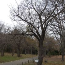 「さくら開花状況　つぼみ」の写真