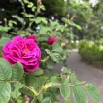 「満開のバラとお手入れ方法(2026年6月22日)」の写真