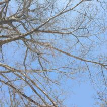 「本日の中島公園」の写真