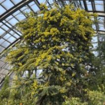 「P1駐車場開放しています(2026年2月21日)」の写真