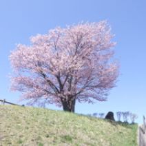 「旭山記念公園サクラ2026年4月25日土曜日」の写真