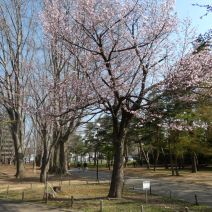 「さくら開花情報　開花」の写真