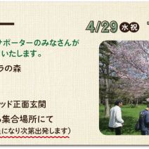 「4月29日［水曜日］サクラツアーを開催」の写真