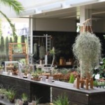 「明日からエアープランツ展がはじまります♪」の写真