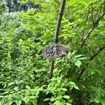 「園内のお花情報」の写真