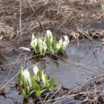 「4月10日「おさんぽガイド」がありました。」の写真