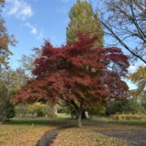 「百合が原公園の紅葉状況」の写真