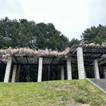 「今年のふじの花の時期は終了」の写真