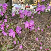 「園内の様子（桜情報あり）」の写真