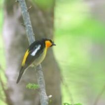 「旭山記念公園野鳥情報2026年5月10日（日曜日）」の写真